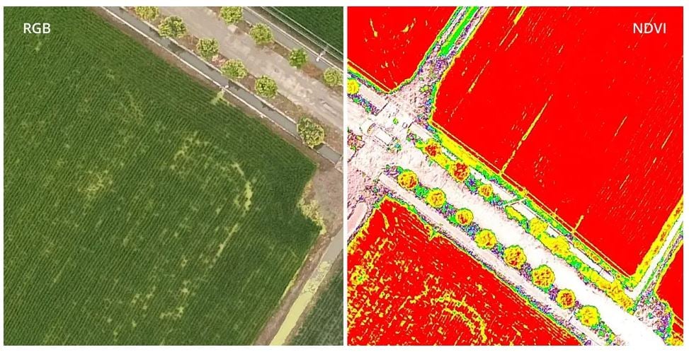 phantom 4 multispectral rgb ndvi